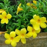 yellow alamanda