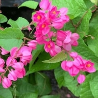 coral vine pink