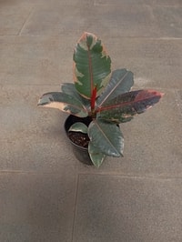 Ficus Elastica 'Red Ruby' tumbuh subur di pot, ideal untuk dekorasi rumah