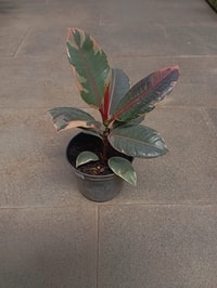 Detail daun besar dan cerah dari Ficus Elastica 'Red Ruby' yang elegan