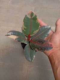 Ficus Elastica 'Red Ruby' dengan daun merah mengilap yang mempesona