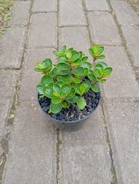 Ficus microcarpa 'Dollar' dengan bentuk daun unik menyerupai mangkok.