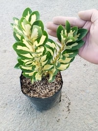 Tanaman Euonymus Japonicus dalam pot, cocok untuk dekorasi rumah dan taman