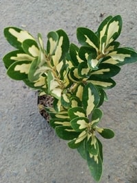 Euonymus Japonicus tumbuh subur sebagai pagar hidup alami yang indah