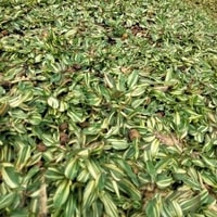 Rumput Gajah Mini Variegata dengan daun hijau-putih yang unik di taman