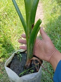 Tanaman air Typhonodorum tumbuh subur dengan tinggi 1 meter di tepi kolam