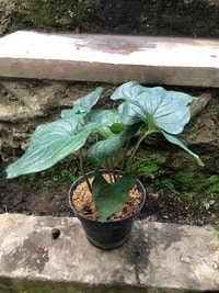 Cyanastrum Cordifolium sebagai tanaman hias indoor dengan daun hijau segar.