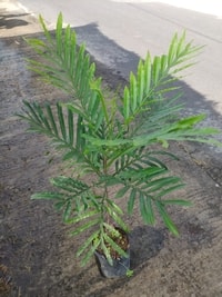 Detail daun hijau kecil dari pohon Kerai Payung yang rimbun.