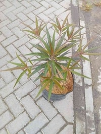 Detail daun merah dan ungu dari pohon Ketapang Kencana Merah yang indah.