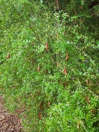 Butiran kecil jeruk Finger Lime, mirip kaviar, yang segar dan asam