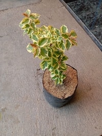 Detail bunga Bougenville Merah Variegata dengan daun variegata unik