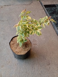 Tanaman Bougenville Merah Variegata tumbuh subur di taman dengan bunga dan daun indah.