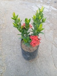 Kumpulan bunga Red Ixora yang cerah dan mempesona di ruang outdoor.