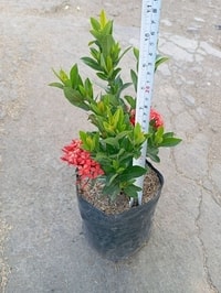 Red Ixora menghiasi pagar taman dengan bunga merah yang indah.