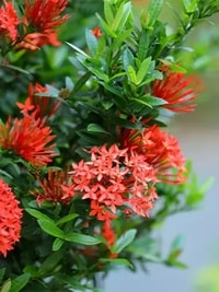 Bunga Red Ixora (Ixora coccinea) merah cerah di taman.