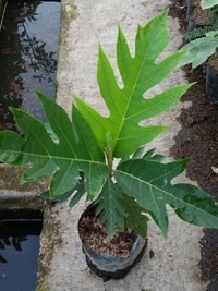 Pohon Kluwih (Artocarpus camansi) dengan daun rindang dan buah yang menggantung.