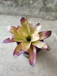 Tanaman hias Bromelia Strawberry Roan dengan kombinasi warna yang mencuri perhatian