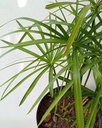 Cyperus Payung tumbuh subur dalam pot, cocok untuk taman atau sudut rumah