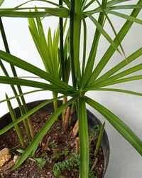 Detail daun unik dari tanaman hias Cyperus Payung yang menarik