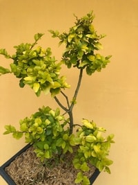 Detail daun emas dari Legistrum Golden Bonsai yang menambah estetika ruang.