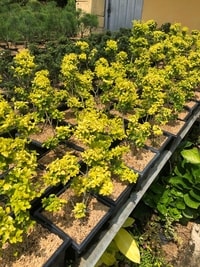 Bonsai Legistrum Golden, tanaman hias elegan dengan tampilan daun berwarna emas.