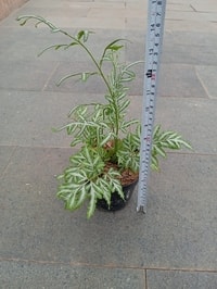 Pteris dengan corak daun yang unik, memberikan kesan elegan di rumah