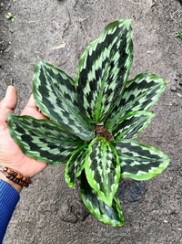 Tanaman Kaempferia elegans dengan corak daun keperakan unik