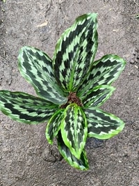 Kaempferia elegans dalam pot, cocok untuk indoor