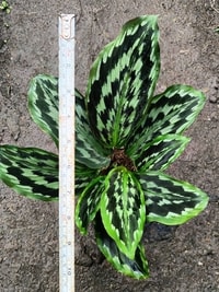 Detail daun Kaempferia elegans dengan motif mencolok
