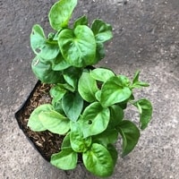 Bibit Bayam Brazil cocok untuk pemula