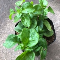 Tanaman Bayam Brazil segar untuk kebun rumah