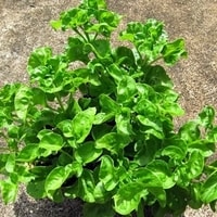Brazilian Spinach subur tumbuh di pot