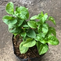 Daun Bayam Brazil hijau sehat dan padat