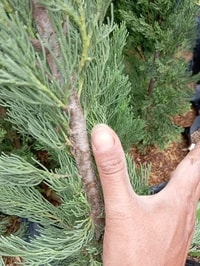 Tanaman cemara pensil (Cupressus sempervirens) tinggi 60-70cm di pot