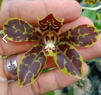 bunga grammatophyllum shining batu