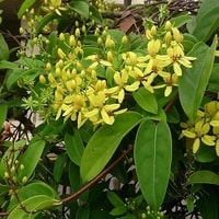 Australian Gold Vine cocok untuk pergola dan dinding taman