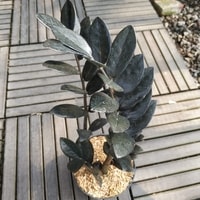 Tanaman Zamia Black Raven original daun hitam pekat