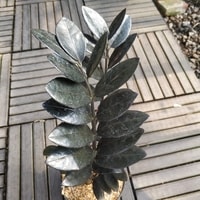 Detail daun tanaman Zamia Black Raven mengkilap
