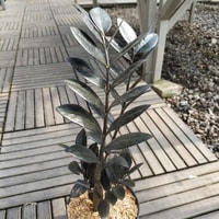Zamia Black Raven dalam pot minimalis elegan