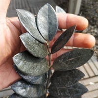 Zamia Black Raven asli untuk tanaman indoor