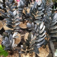Tanaman hias daun gelap Zamia Black Raven eksotis
