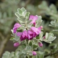 Leucophyllum frutescens semak tahan panas