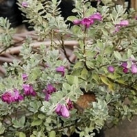 Bunga ungu Texas Sage mekar di cuaca panas