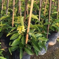 Bunga kuning Tristellateia australasiae di bawah sinar matahari