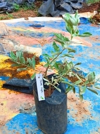Leucophyllum frutescens cocok untuk pagar taman