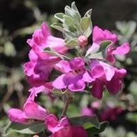 Texas Sage untuk taman kering tropis