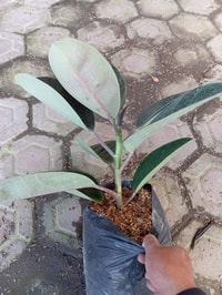 Ficus elastica tumbuh subur dengan daun hijau besar di pot