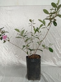 Tanaman Jambu Rasa Strawberry (Rose Myrtle) dengan tinggi ±40-60 cm