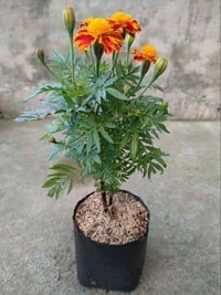 Tanaman Marigold Oranye dengan bunga oranye cerah di bawah sinar matahari.