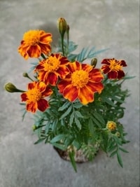 Bunga Marigold Oranye mekar dengan kelopak cerah di taman